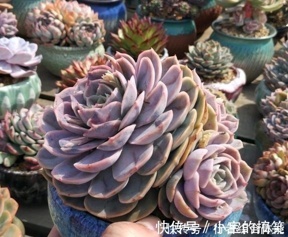 放在顶楼露养1个月后,给多肉拍照的时候,再也不用开滤镜了!