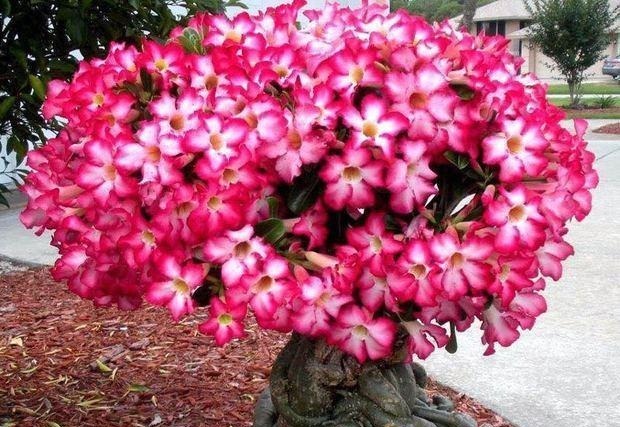 盆栽花卉|此花俗称“最美盆栽花卉”, 再贵也要种2棵, 一年开6次, 沾土就活!