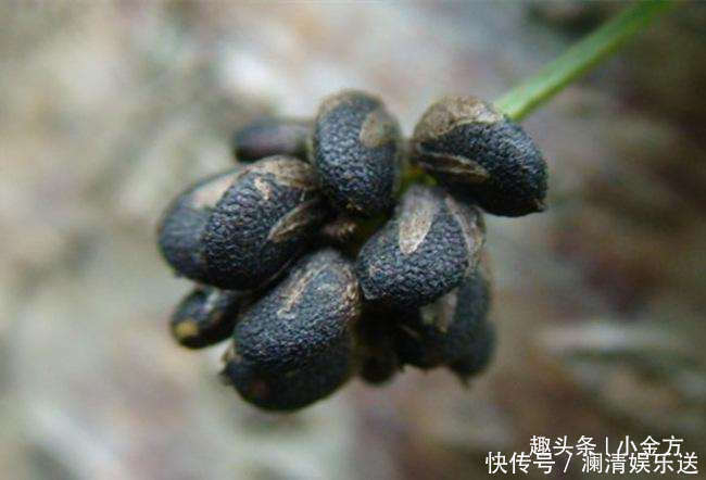 核桃|一个大补腰肾的中医方子,简单4味药,壮腰肾、强筋骨!