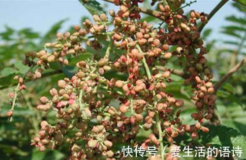 人称“五倍子”，“虫子”越多越值钱，以前是害草，如今成了宝