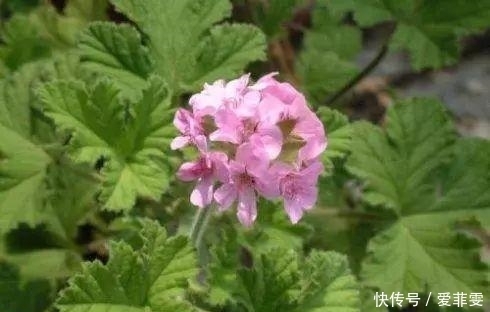 一直被蚊子咬？是因为你少了这些驱蚊草，养一盆整个夏天不用蚊香