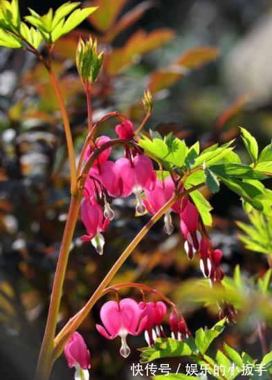 盘点3种漂亮的耐阴花,采光不好也照样花开满枝,专为北阳台而生