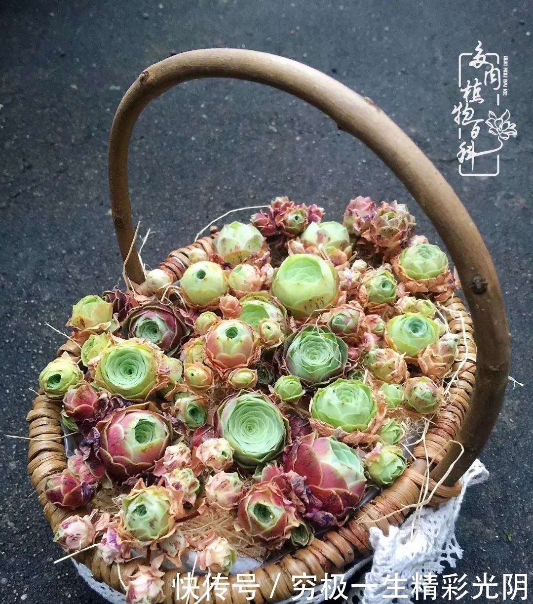 山地玫瑰的那些事儿关于养护过程中遇到的灵魂18问