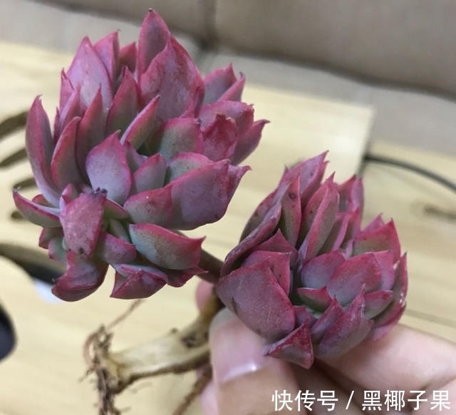 散光|多肉娇气不长个,根系裁一半“断水”一周,重新缀化,憋成小老桩