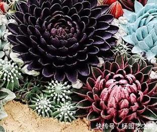 夏天这样养你最爱的多肉,千万要避开这些,不然只剩空盆