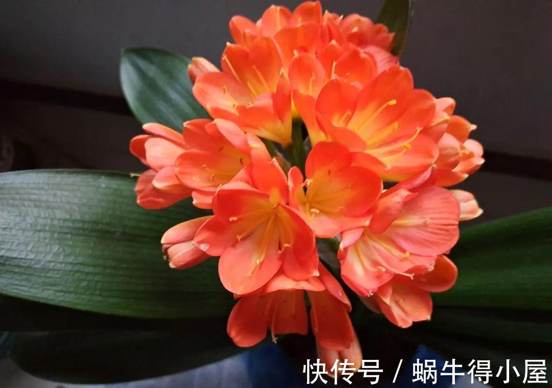 金枝玉叶|30℃以上,10种花就先别养了,买一盆死一盆,别怪我没提醒你