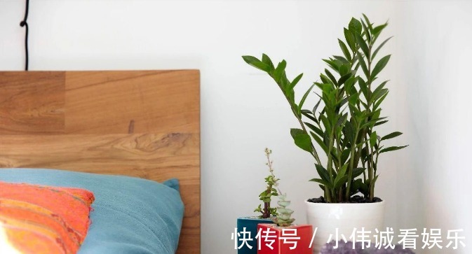 卧室|卧室养花不能随便!以下这三种花,不仅有助睡眠还好养