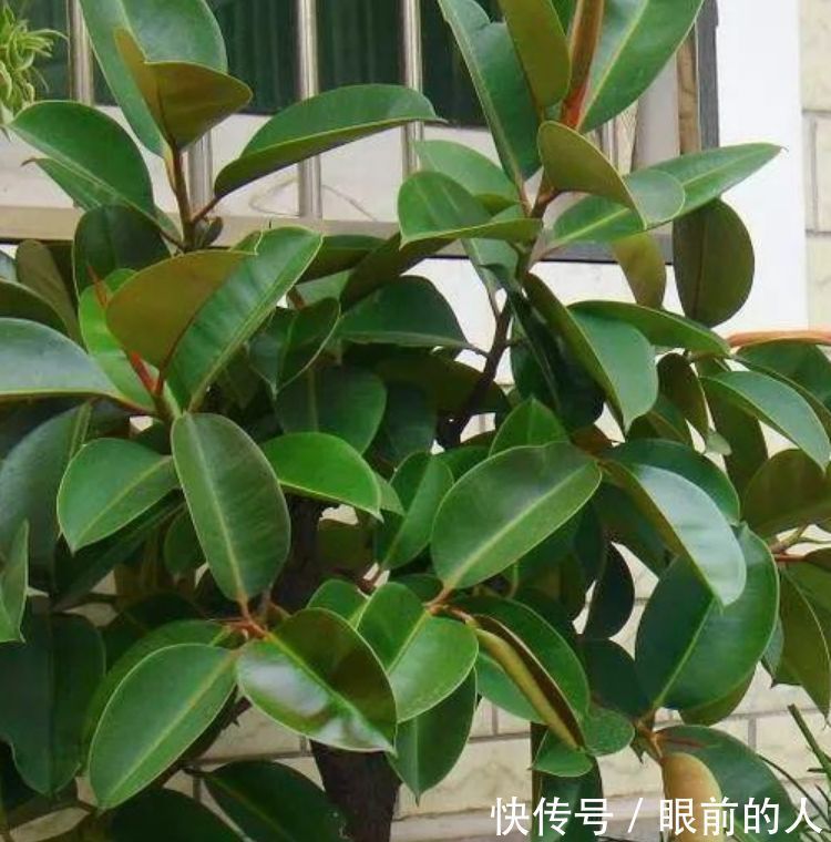 家里养上“3种花”,沾点水就疯长,不用费心,就能长的特别好