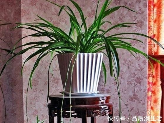 耐阴花|植物生长离不开太阳这4款“耐阴花”怕晒,室内盆栽长势猛!