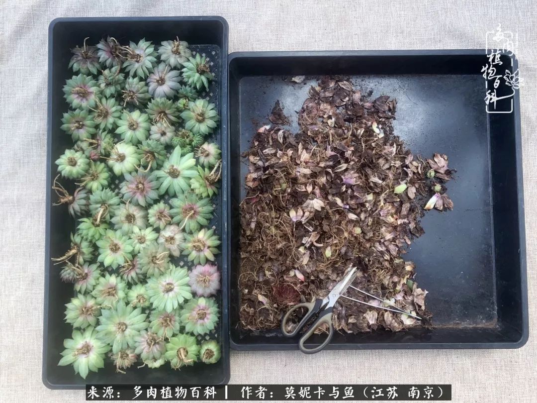 这多肉拼盘这么仙！如何制作达人手把手教你制作长生草拼盘！