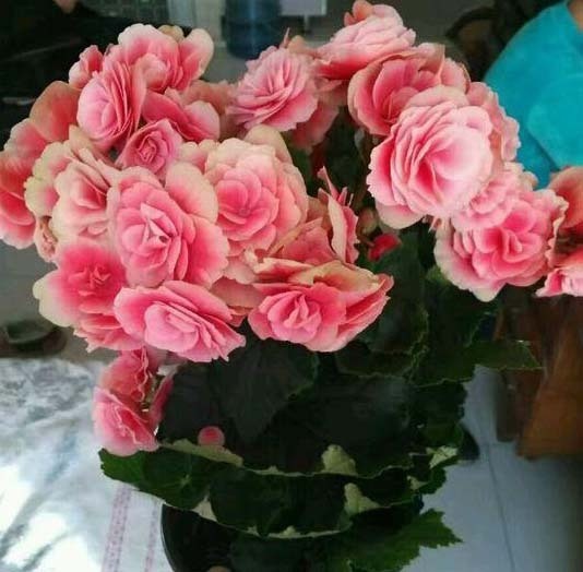 漂亮|4种漂亮花“忒难养”，养花功底薄，年年养不活，买了就后悔