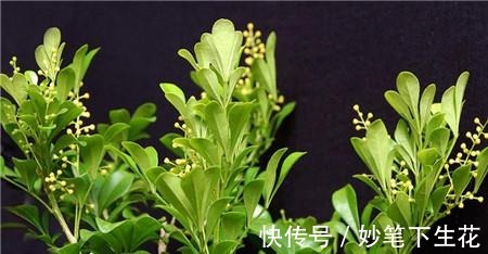 叶片|米兰花叶片发黄和脱落有哪些，知道这些后来看看吧！