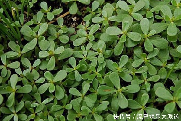 有了白头发别急用染发剂！马齿苋加一宝，白发变黑发，还有大惊喜