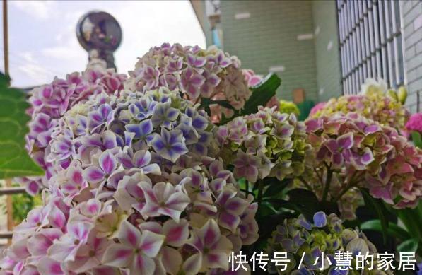 贝拉|家里有院子，建议养这5种花，高级的私家花园至少养一种