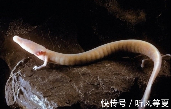 洞穴&营川坠龙事件、婆罗洲游龙事件,这些事件能证明龙的存在吗?