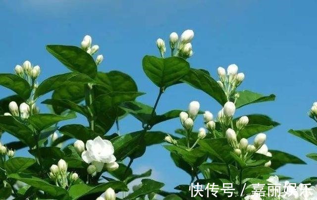 盆栽茉莉花,“摘”字要牢记!做好植株壮,四季开花,次次开爆!