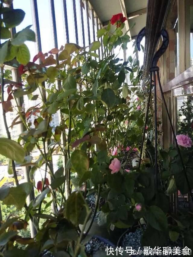 夏天养花,这个地方千万别摆,否则3天死翘翘