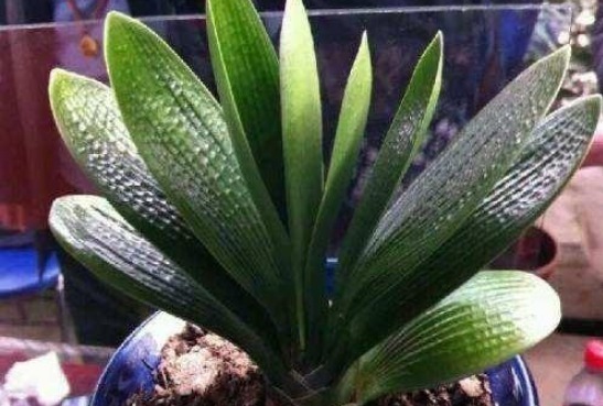 君子兰|君子兰施什么肥好肥料选择方法交给你!君子兰叶片肥厚,叶纹深
