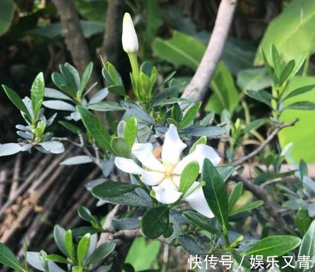 为何在夏季分盆的栀子花,茎干绿油油,就是不发芽,该怎么办