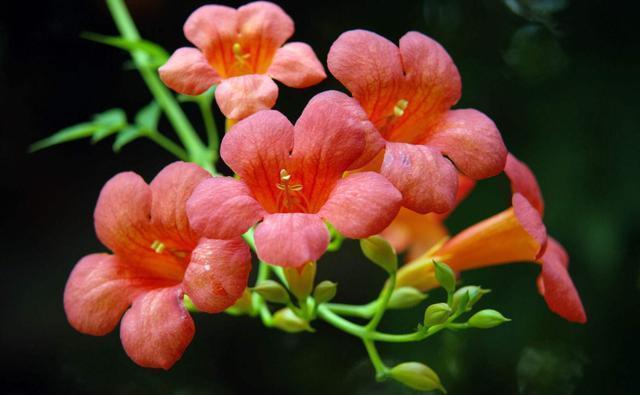 4种花美爆阳台,放在阳台开爆一整年,价格超便宜