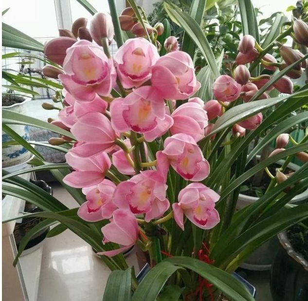 大花蕙兰|4种花养家里,四季都有花赏,满屋子飘香,养盆放阳台美极了