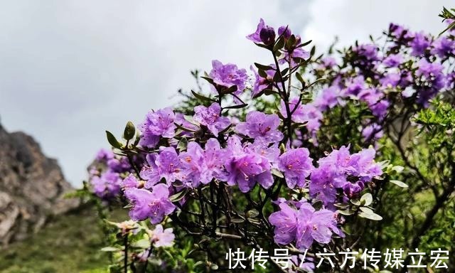 杜鹃花|青海夏季的山坡是这么的美丽，杜鹃花是最好的花