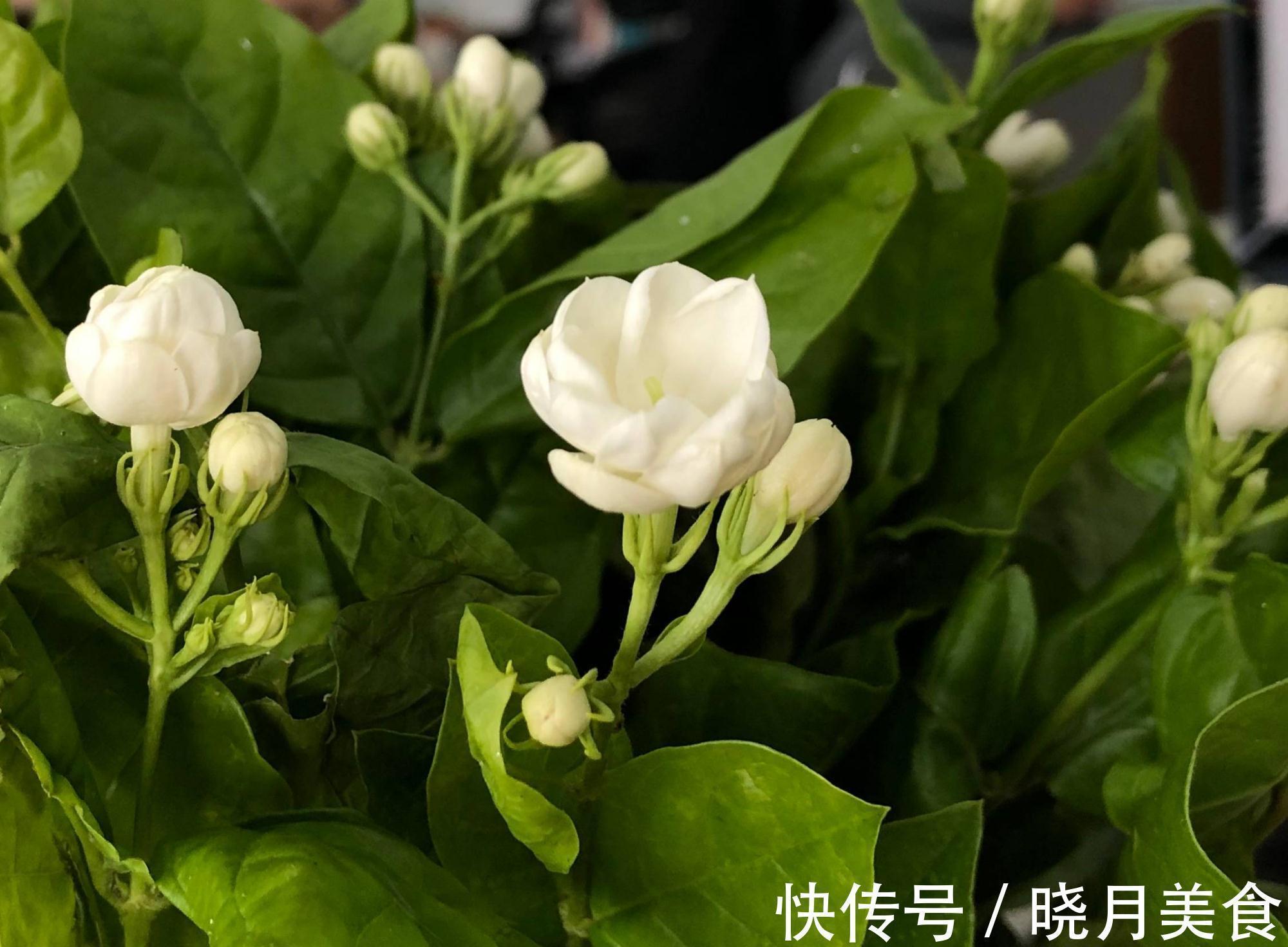 怎样让茉莉开花多?3个细节记住,花量增大、花香型美、灿烂盛开