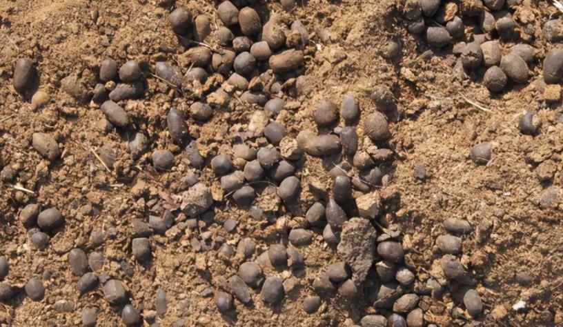 发酵羊粪，用来养花该注意什么？