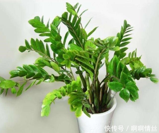技巧|养金钱树有技巧，“两少一多”的方法，不烂根，长势旺，新枝多！