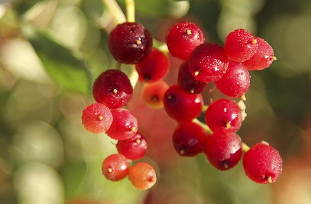 女性要“美容瘦身”?多吃4物，滋陰排毒養(yǎng)顏，膚白貌美“賽天仙”