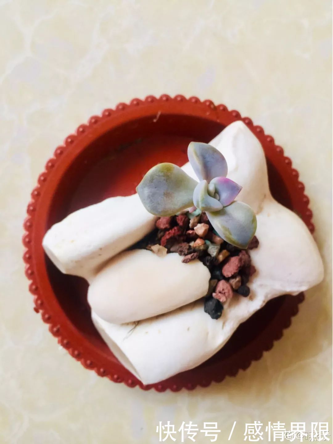 多肉盆栽猪肉这么贵,骨头洗干净种多肉,比花盆还好看