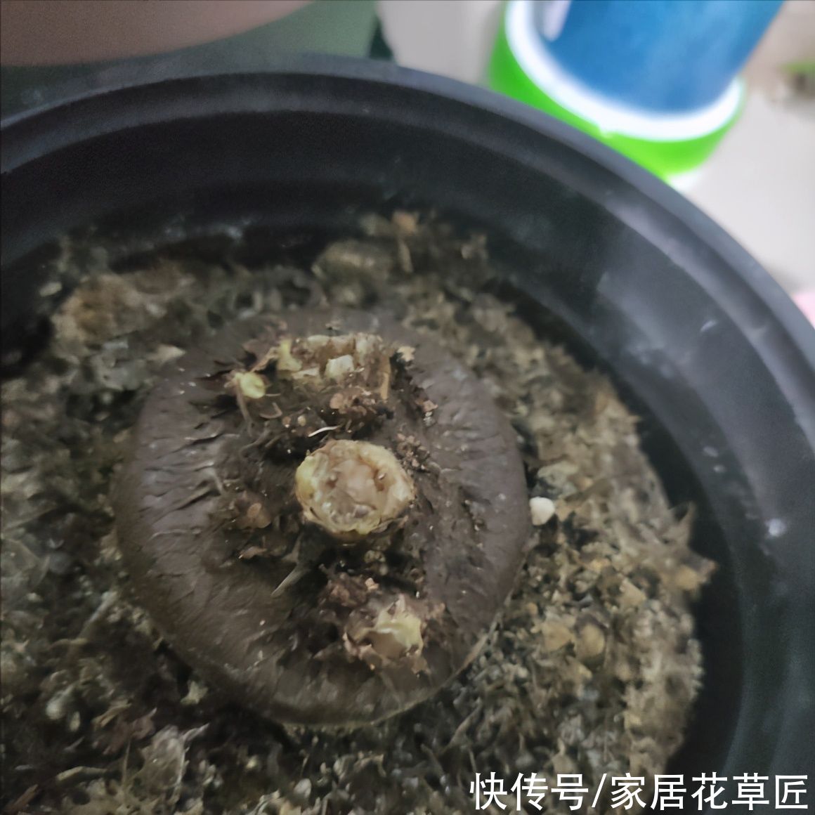 金钱树|夏天到了，8种花要及时控水，越热越不能浇水，一浇就出问题