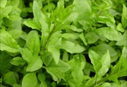 蠶菜蠶菜|女人要學(xué)會(huì)愛(ài)自己，4種野菜，刮油清脂，補(bǔ)充雌激素，美容抗衰老