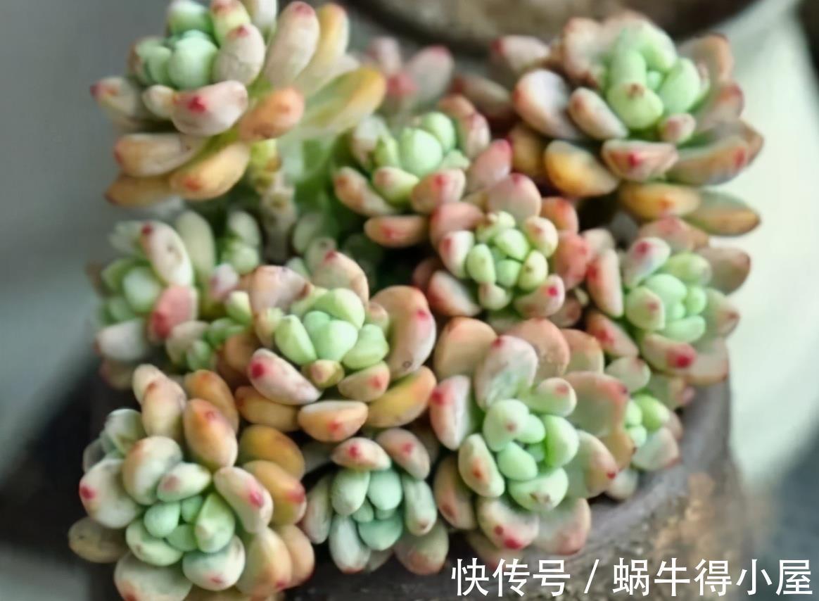 阳台上|从9月12日开始,家养此款花卉,开花色泽鲜艳,五彩缤纷