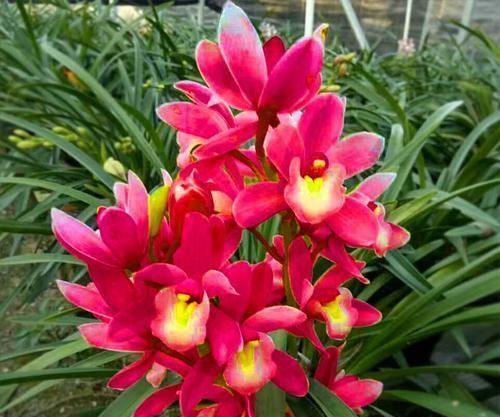 老手|5月逛花市,这些花千万别买,老手都避开,新手抢着买