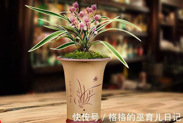 它和“吊兰”一样好养,花叶双艺,芳香怡人,勤花勤草显档次