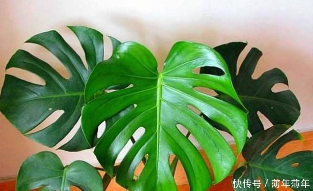 什么柳树皮,阿司匹林都不如“一种东西”,养花用一勺,养啥旺啥!