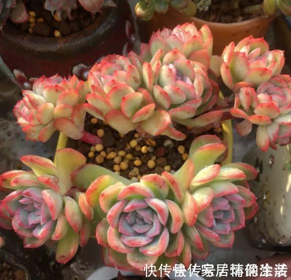 叶片|推荐5款“女王”多肉,每一种都好看,皮实好养,总有一款适合你