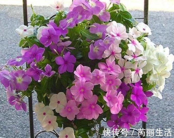 养花就养个花期长的,花大色艳,堪称是开花机器,养在阳台极美了