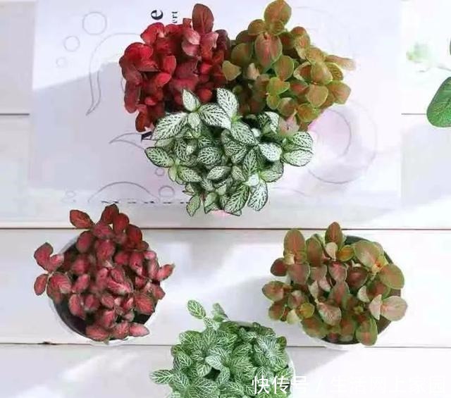 春光明媚,这八种花却不能多晒太阳,一晒就发蔫,赶紧搬屋里躲躲!