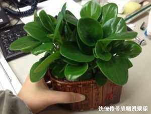 豆瓣绿|家里养盆“它”,好看又防辐射,比绿萝还好养