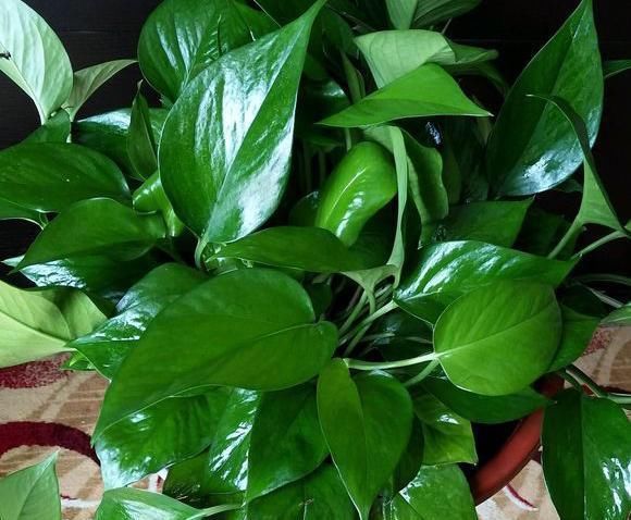 花卉|过期的3种“药片”千万别扔,养花都是“宝”,邻居后悔知道晚