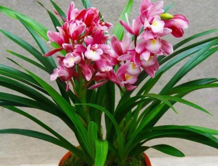 百合花|自带“贵气”的几种花,花大色艳,花香易打理,养在客厅美极了