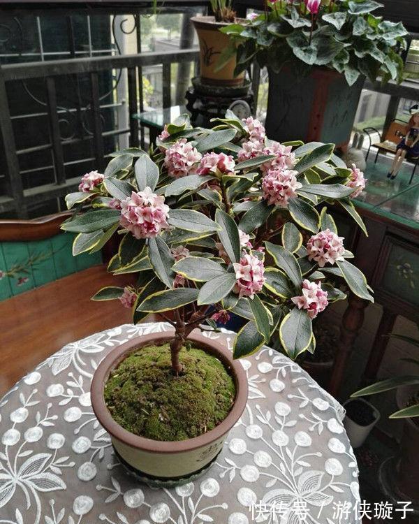 长寿花|5种“富贵花”,谨记“穷养它”,大盆换小盆,才能开满富贵花