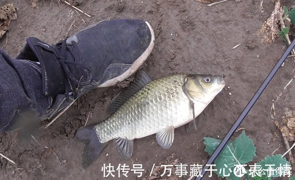 夏季|气温越高大鲫越难钓?把握好这3点,气温高照样钓
