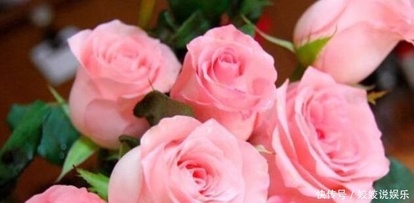 奥桑特|新手养花,不如养花中精品汤姆奥桑特,花开艳丽,气度非凡!