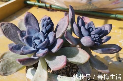 老桩|多肉冬美人特好养,掰一枝插小盆里胖乎乎很可爱,插大盆里则能轻松爆盆