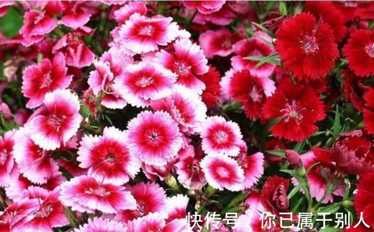3种花是爆盆“能手”,开起花来“拦”不住,被称为开花机器