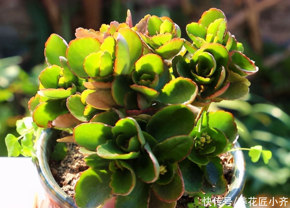 长寿花4月养护技巧，让它长满侧芽，叶片大又绿，秋季满头花苞