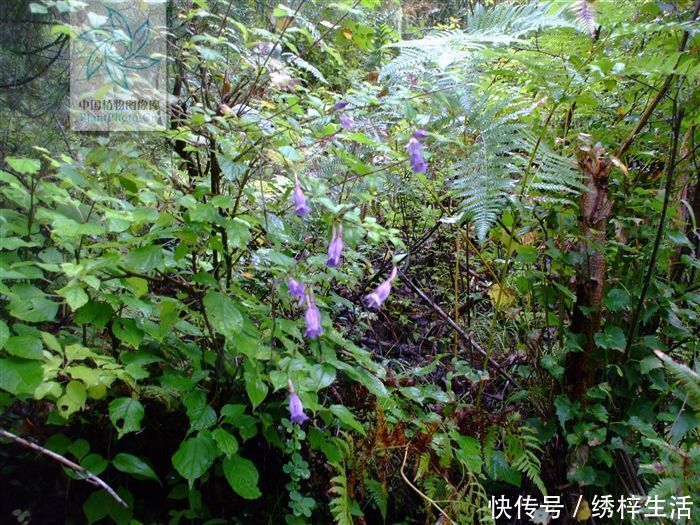 披针形|小筋骨藤,见过吗?舒筋活络,接骨。治骨折、筋伤